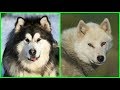 Top 10 razas de PERROS  con apariencia de LOBOS