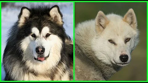 ¿Qué raza de perro se parece a un lobo?