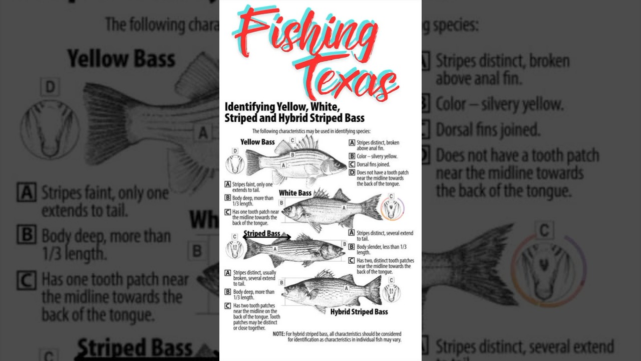 White Bass fishing Regulations in Texas ￼