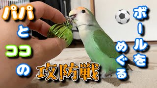 【コザクラインコ】素直に遊びあえない二人の行く末