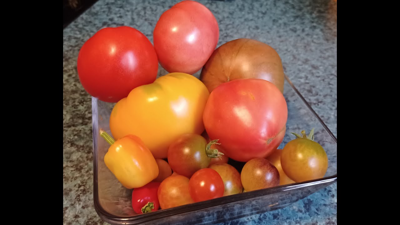 Heirloom Tomato Harvest YouTube