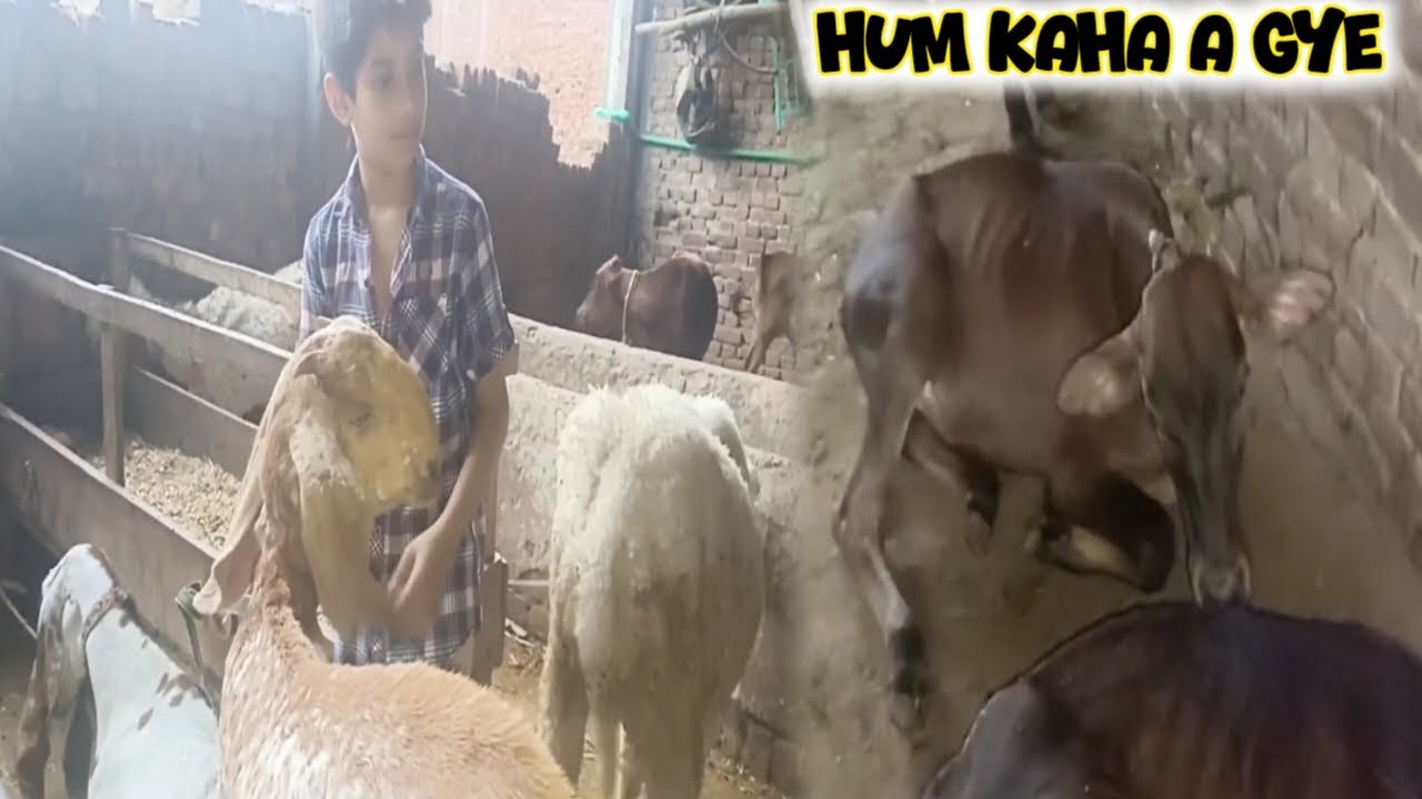 Ye hum kaha aa gaye??🤪Pet vlogging Pakistan