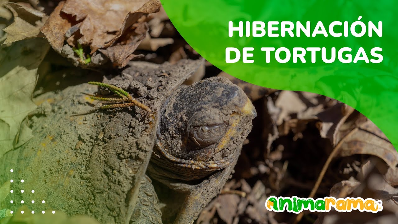 Hibernación de tortugas | ¿Qué es la hibernación? | Cuidados | Especies ...