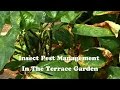 Insect Pest Management in the Terrace Garden