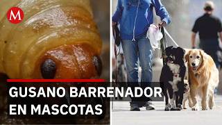 Gusano barrenador en Jalisco: transmisión de mascotas a humanos genera alerta en Puerto Vallarta