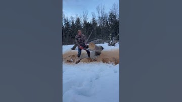 Ported Echo CS 590 cutting Sugar Maple