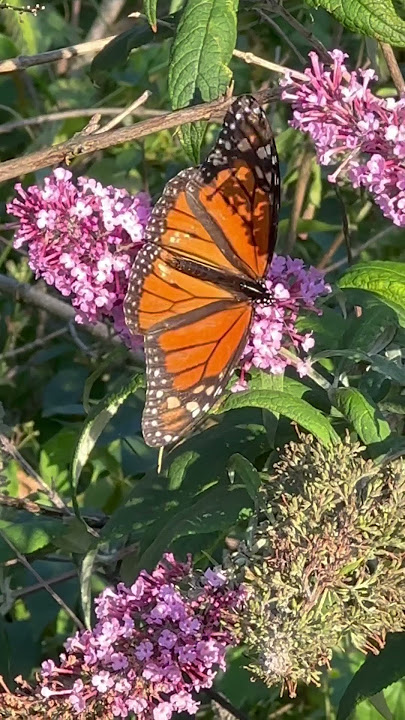Breathtaking butterfly