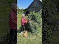 I Grew a Vintage Car Topiary in My Countryside Barn Yard 🚗🌿 #topiary #gardenhacks #gardening #D