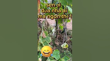 Cười sặc sụa với cún cưng đáng yêu #petsandghosts #funny #cute #paranormal #animals @Vunghiavlog