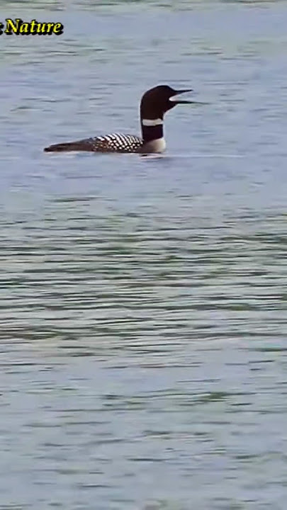 Loon Sounds At Night - Common Loon Call / Loon Call - #shorts #short  #AdventureBirdsNature