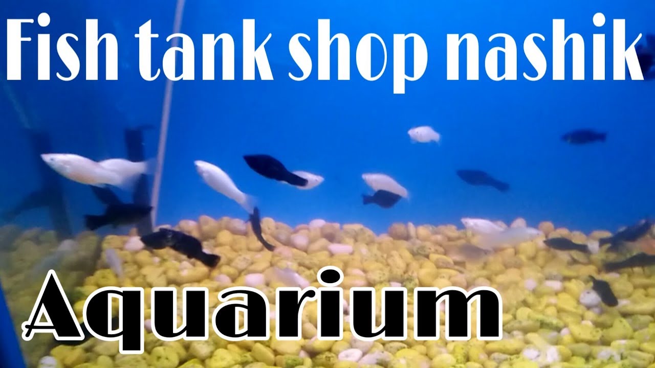 Aqua aquarium fish shop pet market nashik YouTube