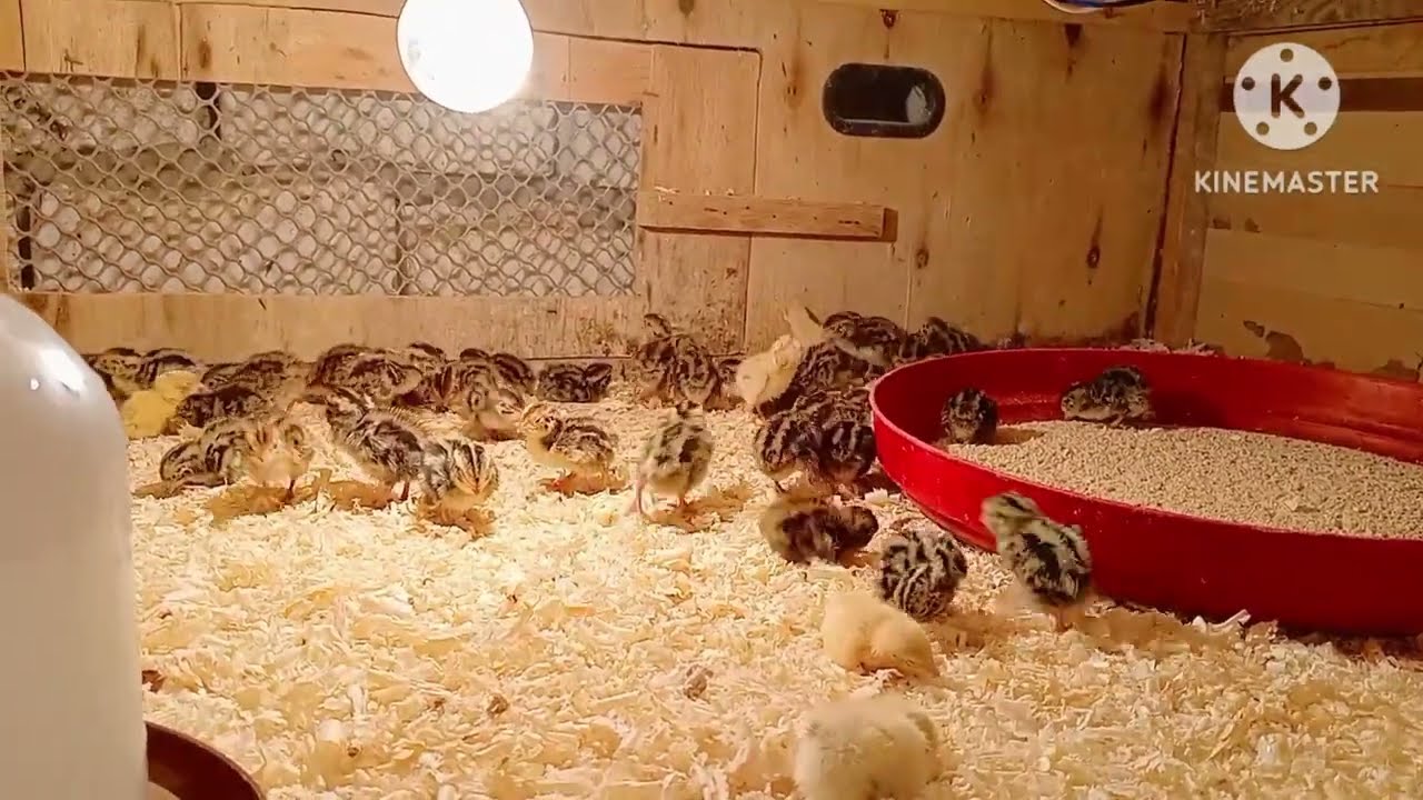 سمان عمر يومين ولو السمان مش ذي الا موجود دة يبقي عندك مشكله في الحرارة