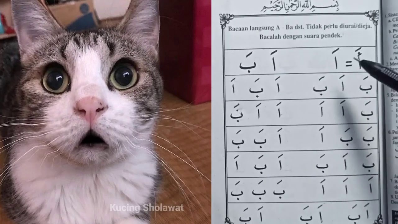 KUCING BACA IQRAQ   BELAJAR MENGAJI HIJAIYAH