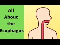 All about the Esophagus