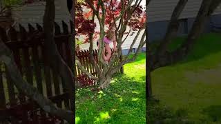 Girl Climbing On A Tree For The First Time.