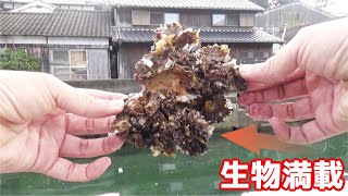 民家の桟橋で貝を採り餌にして釣りをしてみた結果(466話目)
