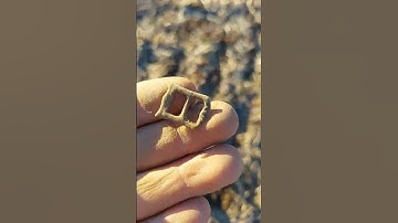 BEAUTIFUL TINY BUCKLE  #metaldetecting #youtubeshorts #deus