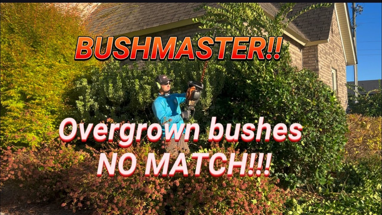 У этого клиента ЗАРОСШИЕ кусты нуждались в серьезной обрезке!!