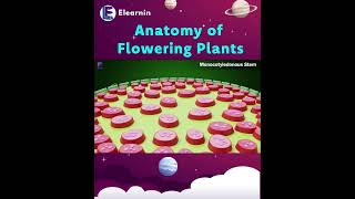 Anatomy of Monoctyledonous | Anatomy of Flowering Plants | Class 11 Biology #plants #science #shorts