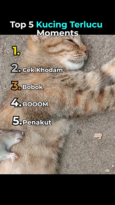 Top 5 Kucing Terlucu Moments 😂