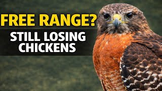 Why Free Range Chickens Fail on Real Farms
