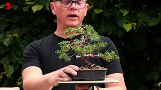 KNOWvember Series #18 - Better working height for shohin bonsai