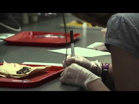 NCSU Mammalogy Class Works on Specimens at the Nature Research Center