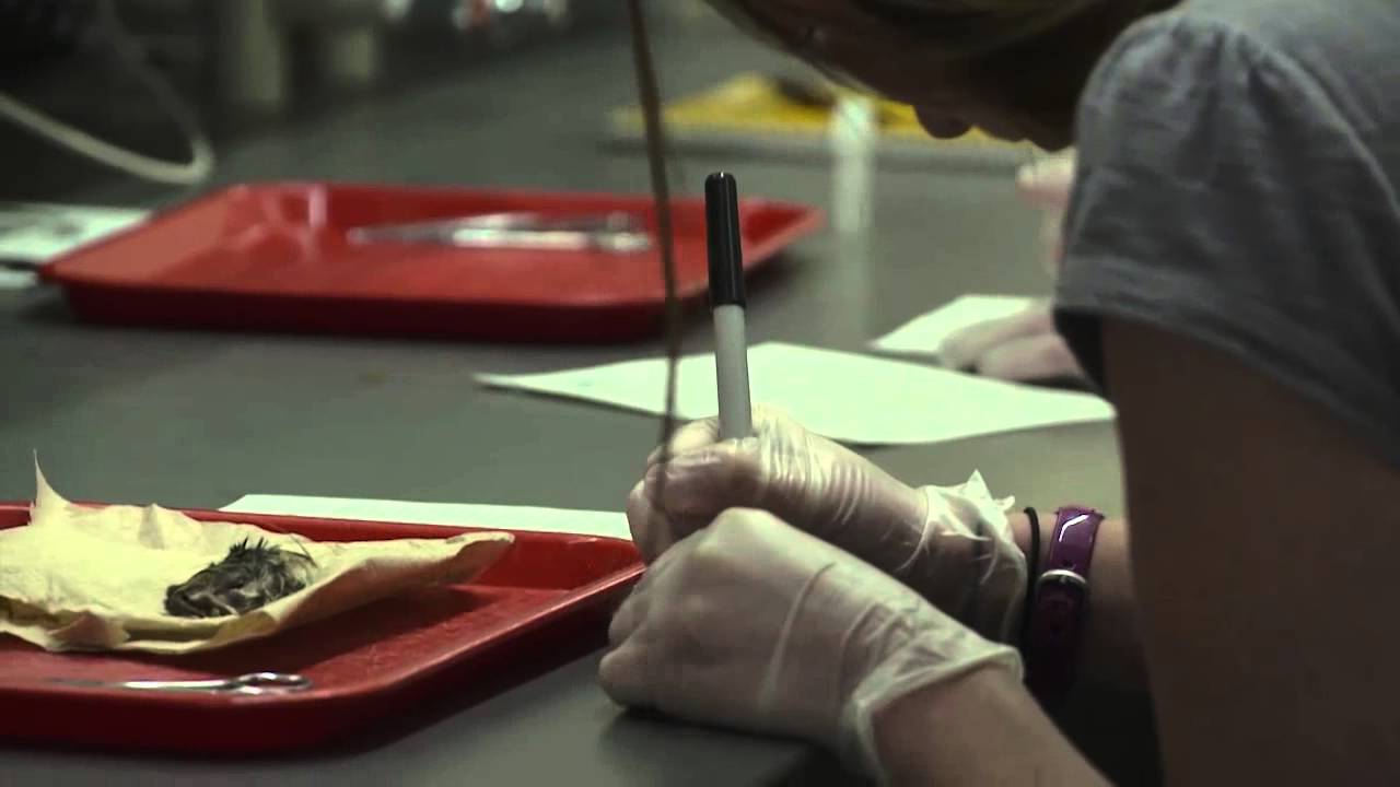 NCSU Mammalogy Class Works on Specimens at the Nature Research Center