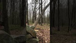 Cutting Down Large Ash Tree #shorts #chainsaw #woodworking #outdoors #diy