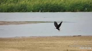Mississippi River Flyway - Bald Eagle Part 2 8-25-19