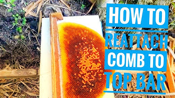 🌎 How to fix cross comb/ broken comb to top bar/langstroth