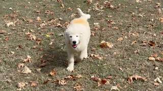 Training Livestock Guardian Dogs - The Black Alder Pups – The First Sheep Introduction by Benson Ranch Livestock Guardian Dog Training 210 views 7 months ago 5 minutes, 2 seconds