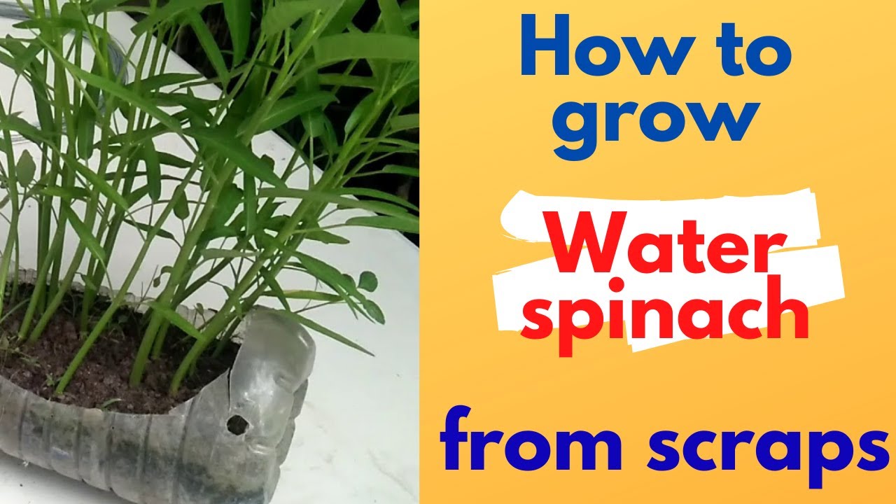 How to grow water spinach from cuttings YouTube
