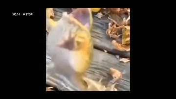 [REVERSE] Jumping Frog #reverse #jumpingfrog ,#meme #fyp