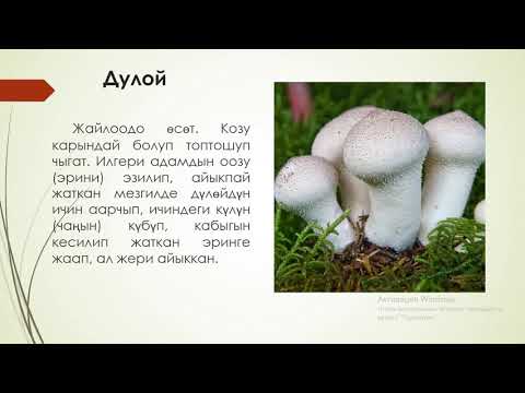 Video: Дары өсүмдүктөр арткы короодо. 2 бөлүк