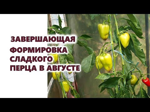 Бейне: Аралар тістей ме? Анықтап көрейік