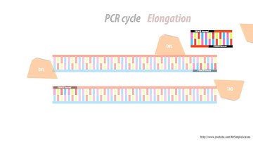 What is a primer dimer - Simple Animated - HD - PCR problems