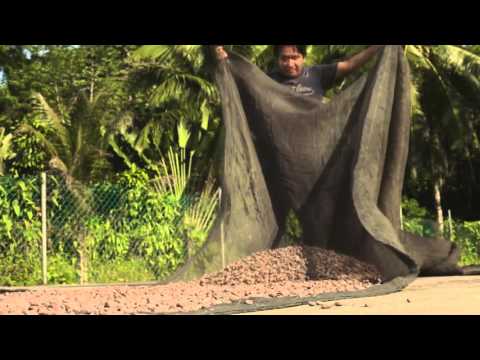 Vídeo: Hacer Chocolate En Belice - Matador Network