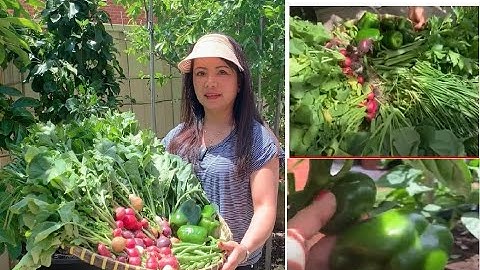 Nhổ củ cải tí hon, thu hoạch cần tây, hẹ, ớt chuông trong vườn nhà ở Úc|Vườn rau Việt ở Úc