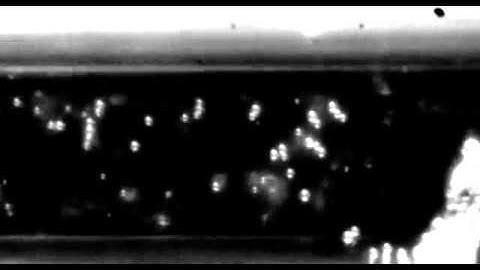 Lipid coated bubbles at very low pressures