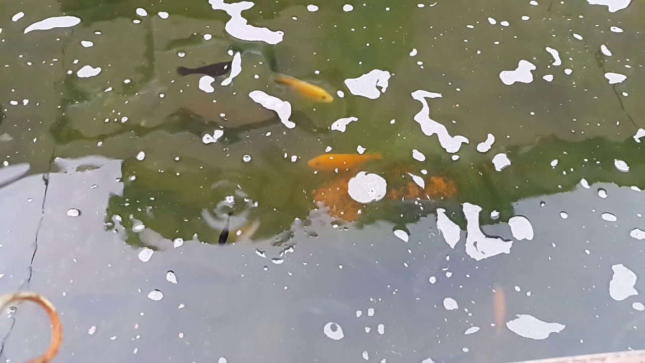 View of Cichlid feeding and showdown! - YouTube