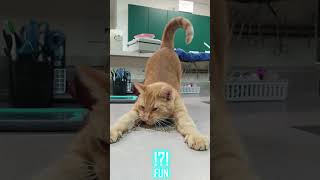 Lustige Katzen in witzigen Videos - FUN Folge 31 #shorts #funny #cute #cat #cats