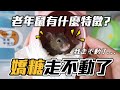 【維鼠日記】嬌糖走不動了...老年鼠有什麼症狀?!【維特】#113