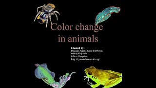 Color change in fish with biological explanation and DIY instructions