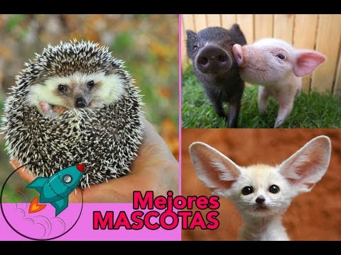 Video: Animales Originales Para Una Casa Particular