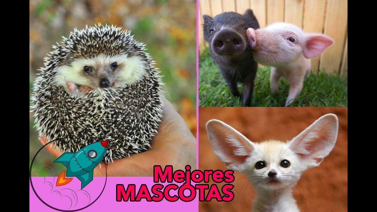 ▶️ Los 10 MEJORES animales para tener en CASA como MASCOTAS 🐈