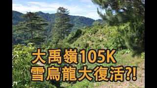 大禹嶺105K松露茶園大復活？！ 