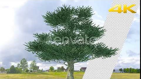 Oak Tree 4K | Motion Graphics - Envato elements