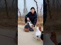 🌿 So Cute & Big Yuanbao Pigeons 🕊️😍 #pigeon #fancy #villagelife