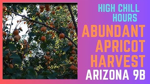 Best Apricot Varieties for Epic Harvest in Desert Climate